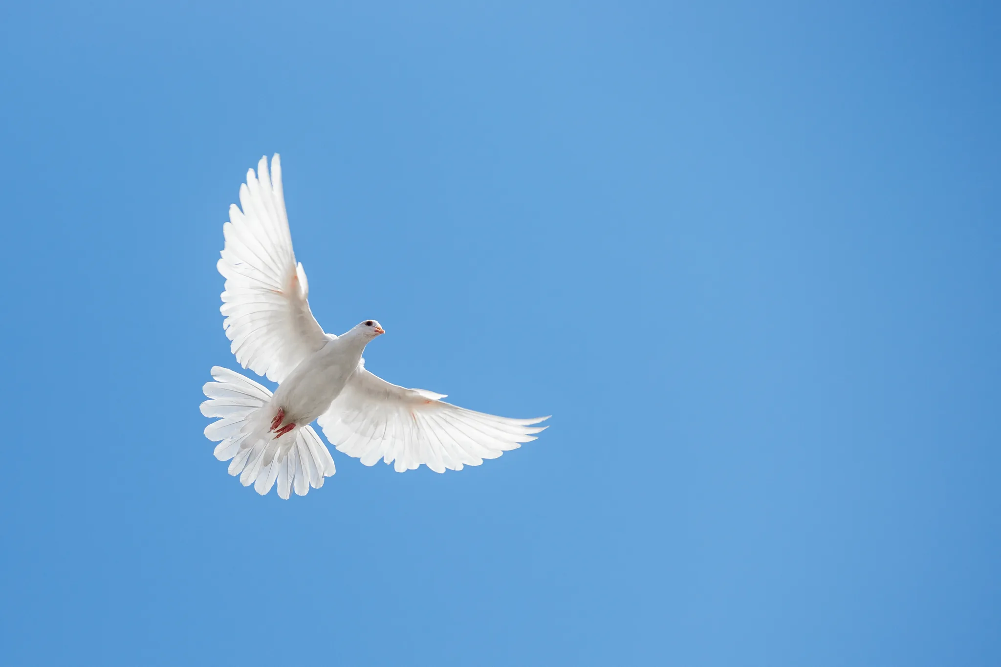 Vit duva som flyger mot klarblå himmel med utsträckta vingar – en hoppfull bild som representerar fredsförhandling och kurs i konfliktlösning.